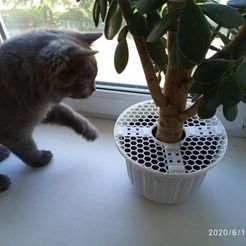 eQacwuv.jpeg Protecting a plant from a cat
