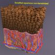 p6.jpg epithelial cells types collection 3D