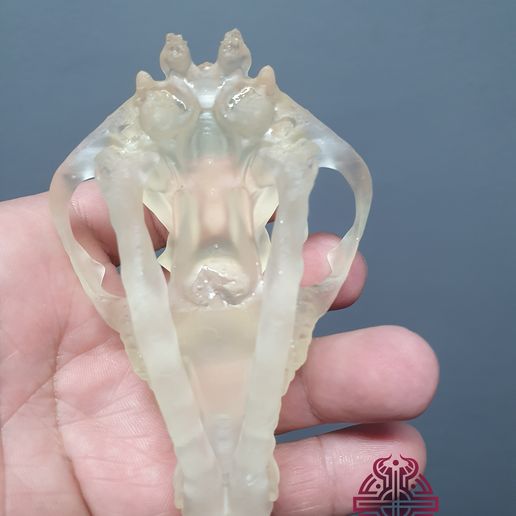 20241002_084835.jpg Crânio de lobo cinzento