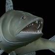 zander-open-mouth-tocenej-22.png fish zander / pikeperch / Sander lucioperca trophy statue detailed texture for 3d printing