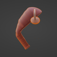 8.png.85f04aa3825421e909f3e5740da06313.png 3D Model of Female Reproductive System v2