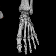 wf8png.png Human skeleton set complete separable labelled bone names parts 3D model