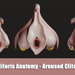 Clitoris-Erect-preview001.jpg Archivo 3D Anatomía del clítoris - Clítoris excitado・Diseño de impresora 3D para descargar, h3ydari96