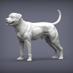 american-bulldog1.jpg american bulldog 3D print model