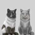 portada-cults.jpg Realistic Mongrel Cat