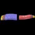 sigg.jpg Blood vessel artery vein structure labelled 3D model
