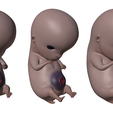 6_Weeks_Matcap_03.png 3D file 6 Weeks Human embryonic (baby stages)・3D print model to download