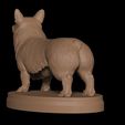 11.jpg Corgi