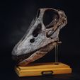 DSC_0078_1500px.jpg STL file Diplodocus skull・3D printing model to download