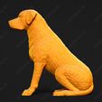 3458-Chesapeake_Bay_Retriever_Pose_04.jpg Chesapeake Bay Retriever Dog 3D Print Model Pose 04