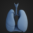 LD_3.png Lungs and Diaphragm