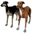 00.jpg DOG - DOWNLOAD Greyhound dog 3d model - Animated CANINE PET GUARDIAN WOLF HOUSE HOME GARDEN POLICE - 3D printing Greyhound DOG DOG DOG