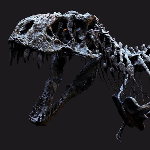 Tyrannosaurus Rex V2