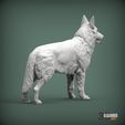 Swiss-white-shepherd6.jpg Swiss white shepherd 3D print model