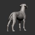 rhodesian-ridgeback8.jpg Rhodesian ridgeback 3D print model