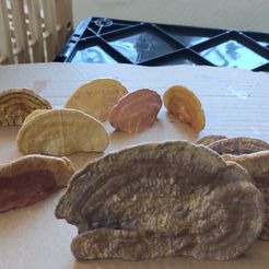 Mushroom shelf “Trametes Gibbosa”