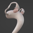 70.PNG.cbb5cb42590bc9147714ec18d2a37917.png 3D Model of Female Reproductive System