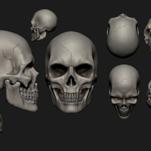 estudo-de-cranio.jpg Cranio skull