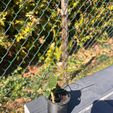 Namnlos-design-1.jpg hydroponic tower