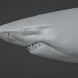 Carcharodon3D_05.jpg White shark (Carcharodon carcharias)