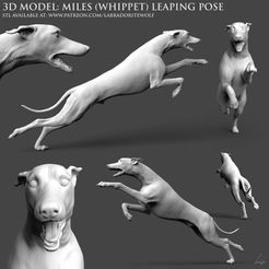 Miles-whippet-leaping-patreon-release.jpg Поза прыжка Майлза (уиппет)