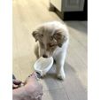 Dog_bowl.jpg Pet Sipper - No spill water bowl