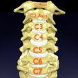 vertebrae-vertebral-column-labelled-text-detail-3d-model-blend-2.jpg Vertebrae vertebral column labelled text detail 3D model