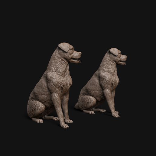 Rottweiler_sitting_3.jpg Присмотр за собакой породы ротвейлер - предварительное сопровождение