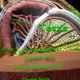 file-23.jpg testis with covering layers 3D model