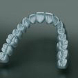 dental-anatomy-and-root-structures-3d-model-b6f24bce56.jpg Dental Anatomy and Root Structures