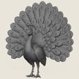 Peacock-Bird-01.jpg Птица павлин