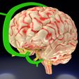 1200.jpg Central nervous system cortex limbic basal ganglia stem cerebel 3D model