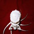 HQ Fast Print Predator Skull