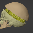 7.png 3D Model of Skull and Brain with Brain Stem