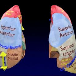 lung-pulmonary-segment-anatomy-3d-model-blend-38.jpg Lung Pulmonary segment anatomy 3D model