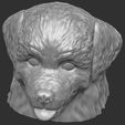 15.jpg Puppy of Bernese Mountain Dog head for 3D printing