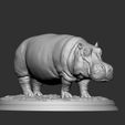 3.jpg Hippopotamus