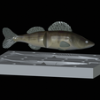 Am-bait-zander-13cm-6mm-eye-6.png AM bait zander / pikeperch fish 13cm breaking form for predator fishing