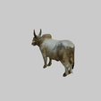model-3.png zebu cattle