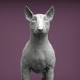 bull-terrier3.jpg bull terrier 3D print model