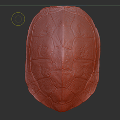 1.png Turtle shells