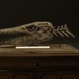 1.jpg Mosasaurus Tylosaurus Proriger Skull