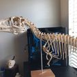 Life size baby T-rex skeleton - Part 01/10