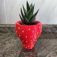 StrawberryCactus.jpg Strawberry Mini Cactus Pot
