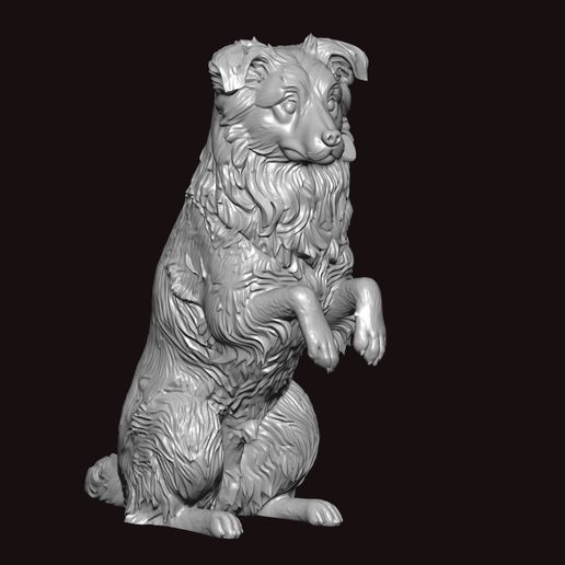 australian shepherd begging pose