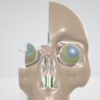 EYE-ANATOMY-2.png 34 PARTS COMPLETE EYE ANATOMY WITH BRAIN, SKULL, NERVES, ARTERIES, VEINS