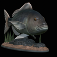 Dentex-statue-1-7.png fish Common dentex / dentex dentex statue underwater detailed texture for 3d printing