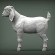 Boer-goat-baby3.jpg Baby Boer goat 3D print model