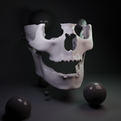 CRANEO-1.png SKULL AND JAW