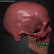 Highly-Detailed-Human-Skull-022.jpg Highly Detailed Human Skull